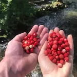Soko Bihać